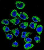 COPE Antibody in Immunocytochemistry (ICC/IF)
