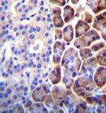 COPE Antibody in Immunohistochemistry (Paraffin) (IHC (P))