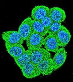PM20D2 Antibody in Immunocytochemistry (ICC/IF)