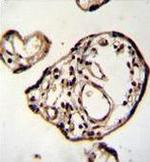PM20D2 Antibody in Immunohistochemistry (Paraffin) (IHC (P))