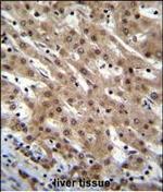 PNN Antibody in Immunohistochemistry (Paraffin) (IHC (P))