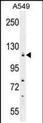 WDR52 Antibody in Western Blot (WB)