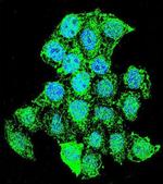 ZMYND17 Antibody in Immunocytochemistry (ICC/IF)