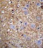 XKR4 Antibody in Immunohistochemistry (Paraffin) (IHC (P))