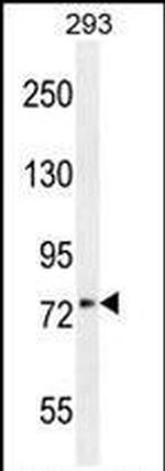 XKR4 Antibody in Western Blot (WB)