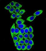 MESDC2 Antibody in Immunocytochemistry (ICC/IF)