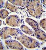 MESDC2 Antibody in Immunohistochemistry (Paraffin) (IHC (P))