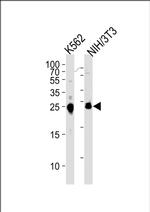 MESDC2 Antibody in Western Blot (WB)