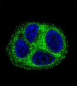 QTRTD1 Antibody in Immunocytochemistry (ICC/IF)