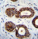 QTRTD1 Antibody in Immunohistochemistry (Paraffin) (IHC (P))