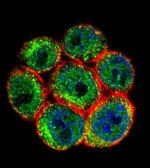 SSH3 Antibody in Immunocytochemistry (ICC/IF)