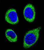 AGBL5 Antibody in Immunocytochemistry (ICC/IF)
