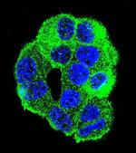 WDR27 Antibody in Immunocytochemistry (ICC/IF)
