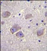 WDR27 Antibody in Immunohistochemistry (Paraffin) (IHC (P))