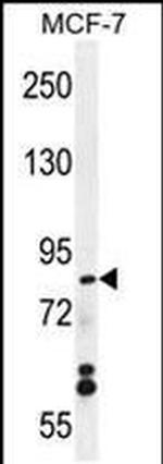 WDR27 Antibody in Western Blot (WB)