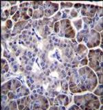MYBPHL Antibody in Immunohistochemistry (Paraffin) (IHC (P))