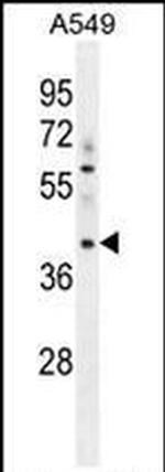 MYBPHL Antibody in Western Blot (WB)