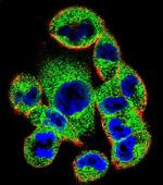 SOCS4 Antibody in Immunocytochemistry (ICC/IF)