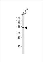 SOCS4 Antibody in Western Blot (WB)