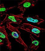 Nkx1.1 Antibody in Immunocytochemistry (ICC/IF)