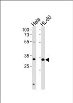 TFAP4 Antibody in Western Blot (WB)