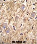 PCDHGA8 Antibody in Immunohistochemistry (Paraffin) (IHC (P))