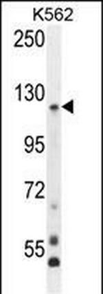 PCDHGA8 Antibody in Western Blot (WB)