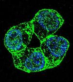 PCDHA8 Antibody in Immunocytochemistry (ICC/IF)