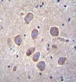 PCDHA8 Antibody in Immunohistochemistry (Paraffin) (IHC (P))