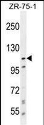 PCDHA8 Antibody in Western Blot (WB)
