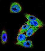 DVL3 Antibody in Immunocytochemistry (ICC/IF)