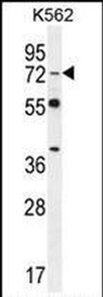 DVL3 Antibody in Western Blot (WB)