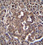 RBPJL Antibody in Immunohistochemistry (Paraffin) (IHC (P))