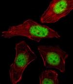 PURB Antibody in Immunocytochemistry (ICC/IF)