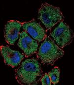 SLC36A1 Antibody in Immunocytochemistry (ICC/IF)