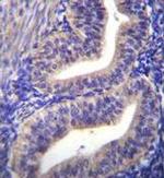TBPL2 Antibody in Immunohistochemistry (Paraffin) (IHC (P))