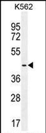 TBPL2 Antibody in Western Blot (WB)