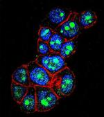 PYGO1 Antibody in Immunocytochemistry (ICC/IF)