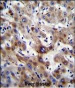 SLC25A6 Antibody in Immunohistochemistry (Paraffin) (IHC (P))