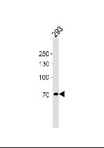 POU6F2 Polyclonal Antibody