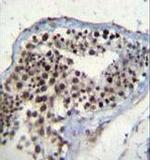 SOX15 Antibody in Immunohistochemistry (Paraffin) (IHC (P))