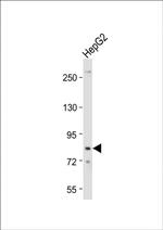 DTNA Antibody in Western Blot (WB)