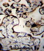 DNAJB11 Antibody in Immunohistochemistry (Paraffin) (IHC (P))