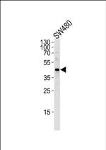 DNAJB11 Antibody in Western Blot (WB)
