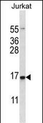 CHOP Polyclonal Antibody