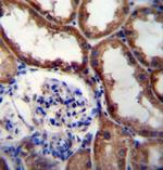 WNT16 Antibody in Immunohistochemistry (Paraffin) (IHC (P))