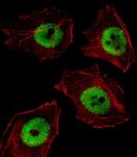 UBP1 Antibody in Immunocytochemistry (ICC/IF)