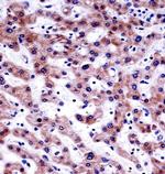 PRAS40 Antibody in Immunohistochemistry (Paraffin) (IHC (P))