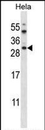 PRAS40 Antibody in Western Blot (WB)