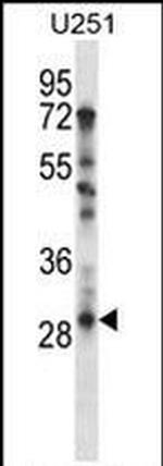 TAF9 Antibody in Western Blot (WB)